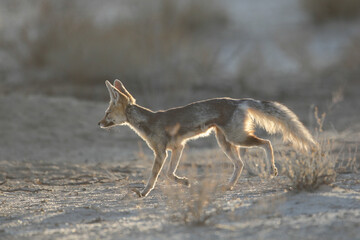 Cape fox looking for food in the arid Kalahari Desert