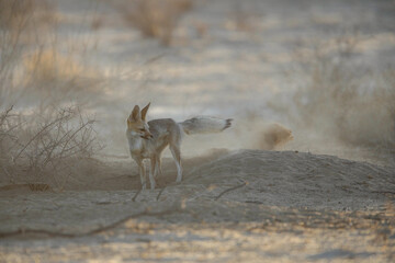 Cape fox looking for food in the arid Kalahari Desert