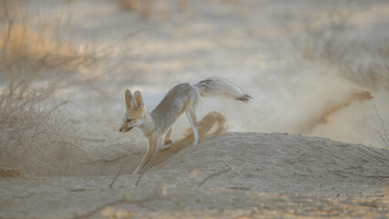 Cape fox making dust in the arid Kalahari Desert