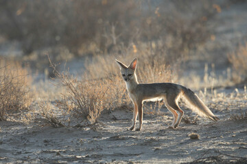 Cape fox taking it easy before going to sleep in the Kalahari Desert