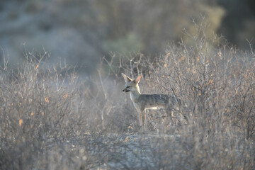 Cape fox looking for food in the arid Kalahari Desert