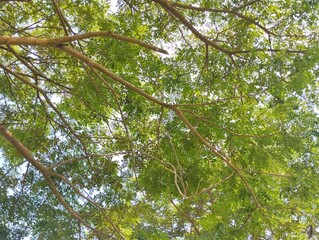 Fototapeta premium low-angle shot of a tree with sunlight shining through the branches