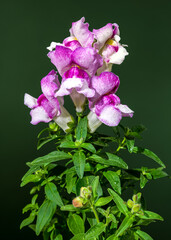 Vibrant Pink and White Snapdragon Bloom Against a green Backdrop
