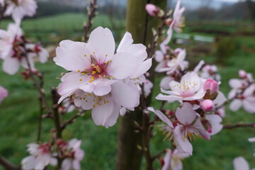 Blooming almond tree flowers in spring orchard