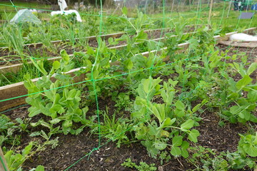 Young pea plants growing in raised garden beds with trellis netting