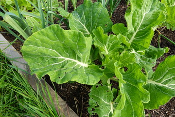 Growing collard greens in vegetable garden with leeks
