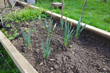 Daffodils growing in raised garden bed in spring