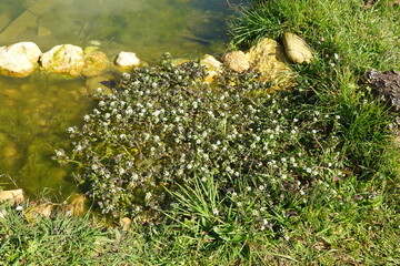 Watercress growing in pond with algae and rocks