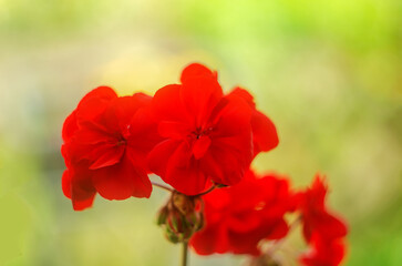 Indoor geranium flower photographed in an artistic style with a blurred background