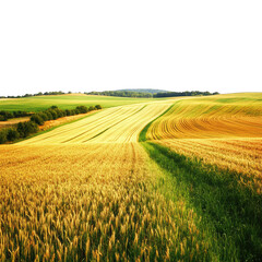 Obraz premium Golden Wheat Field Landscape With Green Grassland and Transparent Background