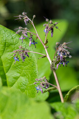 Early flowering borage (trachystemon orientalis) flowers in bloom