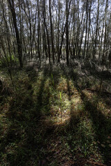 Beautiful morning light in the woodland.