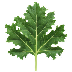 Fototapeta premium A single green leaf with intricate veins and textures set against a soft blurred background of natural elements isolated on transparent background..