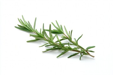 Fototapeta premium Fresh rosemary herb sprig isolated on white background 