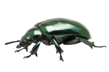 High quality green beetle with shiny shell in transparent png image over white background