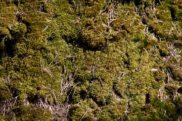 background texture of old green moss on straw