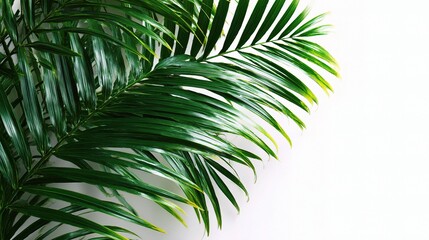 Green Palm Leaves on White Background for Bright Natural Aesthetics