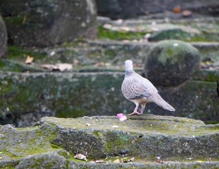 One bird standing beside pink flower petal from back view isolated on horizontal copy spaced mossy stone background.