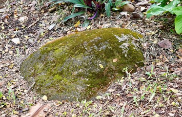 Mossy stone isolated on horizontal jungle dry leaves and pebble ground.