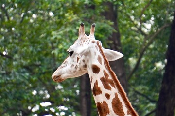 Cute giraffe animal fauna portrait from side back angle view isolated on horizontal tree leaves background.