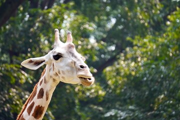 Cute giraffe animal fauna portrait with mouth chewing isolated on horizontal copy spaced tree leaves background.