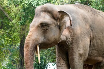 Sumatran elephant portrait side profile with ivory isolated on outdoor daytime green tree leaves environment background.