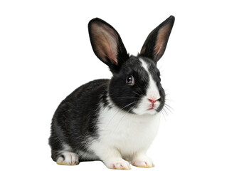 Obraz premium Small, black and white rabbit with large ears is isolated on transparent png