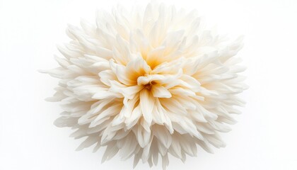 Creamy flower close-up