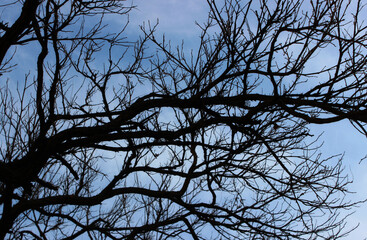 Silhouette Of Wood Branches Without Leaves On A Blue Sky Background 