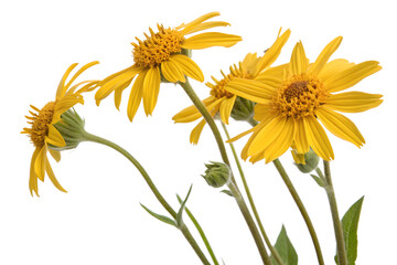 Arnica flowers isolated on white background