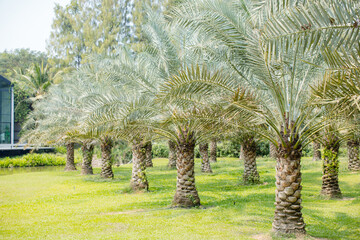 Image features peaceful landscape with row of palm trees growing on a bright green lawn beside...