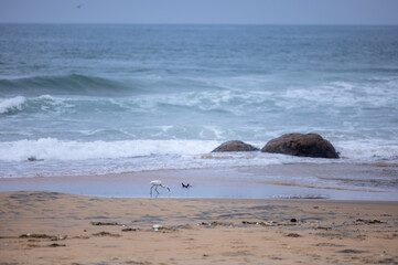 Beach landscape, Beautiful arial view of beach with sea waves and intermediate egret bird. Nature scenery. 