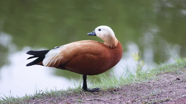 beautiful red duck ogar swims in a pond on a summer day
