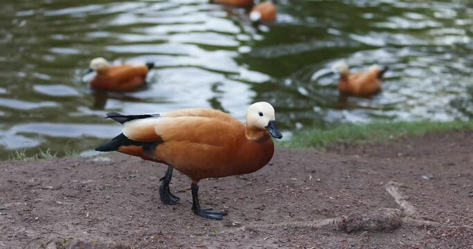 beautiful red duck ogar swims in a pond on a summer day
