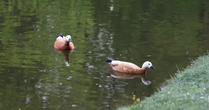 beautiful red duck ogar swims in a pond on a summer day
