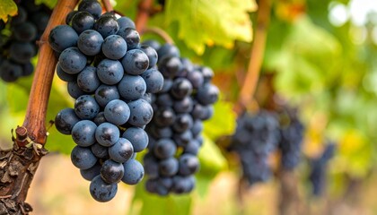 Fototapeta premium bunch of grapes