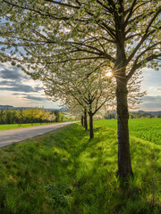a blink in the Chery tree - Ein Blinzeln im Kirschbaum