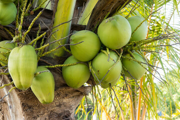 Young coconut on the tree
