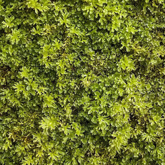 Obraz premium Close-up Macro Shot of Dew on Moss in Forest - Ultra Nature Detail 