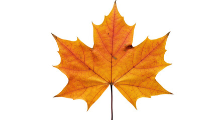 Isolated Vibrant Autumn Maple Leaf with Intricate Veins