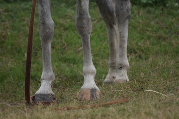 Beautiful Lipizzan White Horse Performing Dressage at Lipica Stud Farm, eat grass, Gray pony...