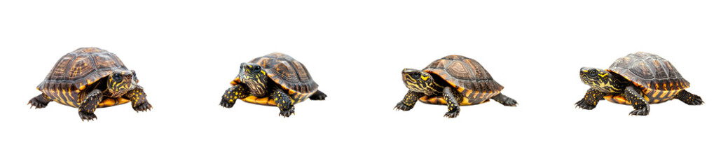 Obraz premium Four Eastern Box Turtles Displayed in a Row, cut out transparent