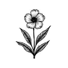 Elegant botanical illustration of a single flower with leaves in black and white