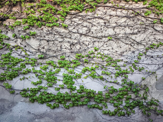 Climbing plants covering an old wall in prague, copy space