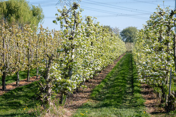 Obraz premium Rows of blossoming pear trees with white flowers, orchards in Zuid-Beveland, Zeeland, food industry in the Netherland
