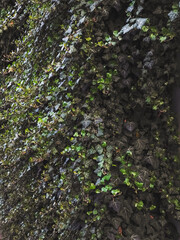 Fototapeta premium Dark green ivy covering wall in prague, czechia, copy space, wallpaper