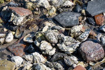 Low tide time in Oosterschelde, sea bottom with variety of wild shells and oysters allowed to be collected and eaten, Zeeland, Yerseke, Netherlads