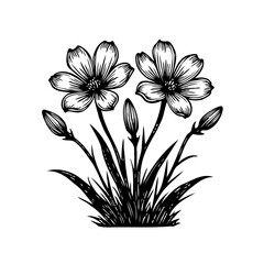 Detailed botanical illustration showcasing blooming flowers and buds in monochrome