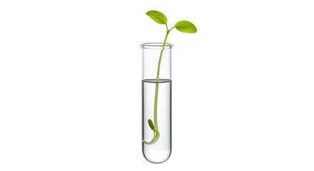 Isolated Plant Sprout in Test Tube Scientific Research