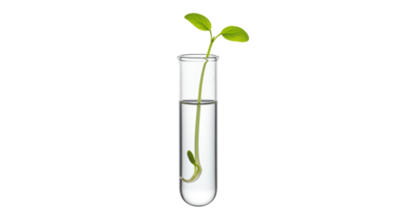 Isolated Plant Sprout in Test Tube Scientific Research